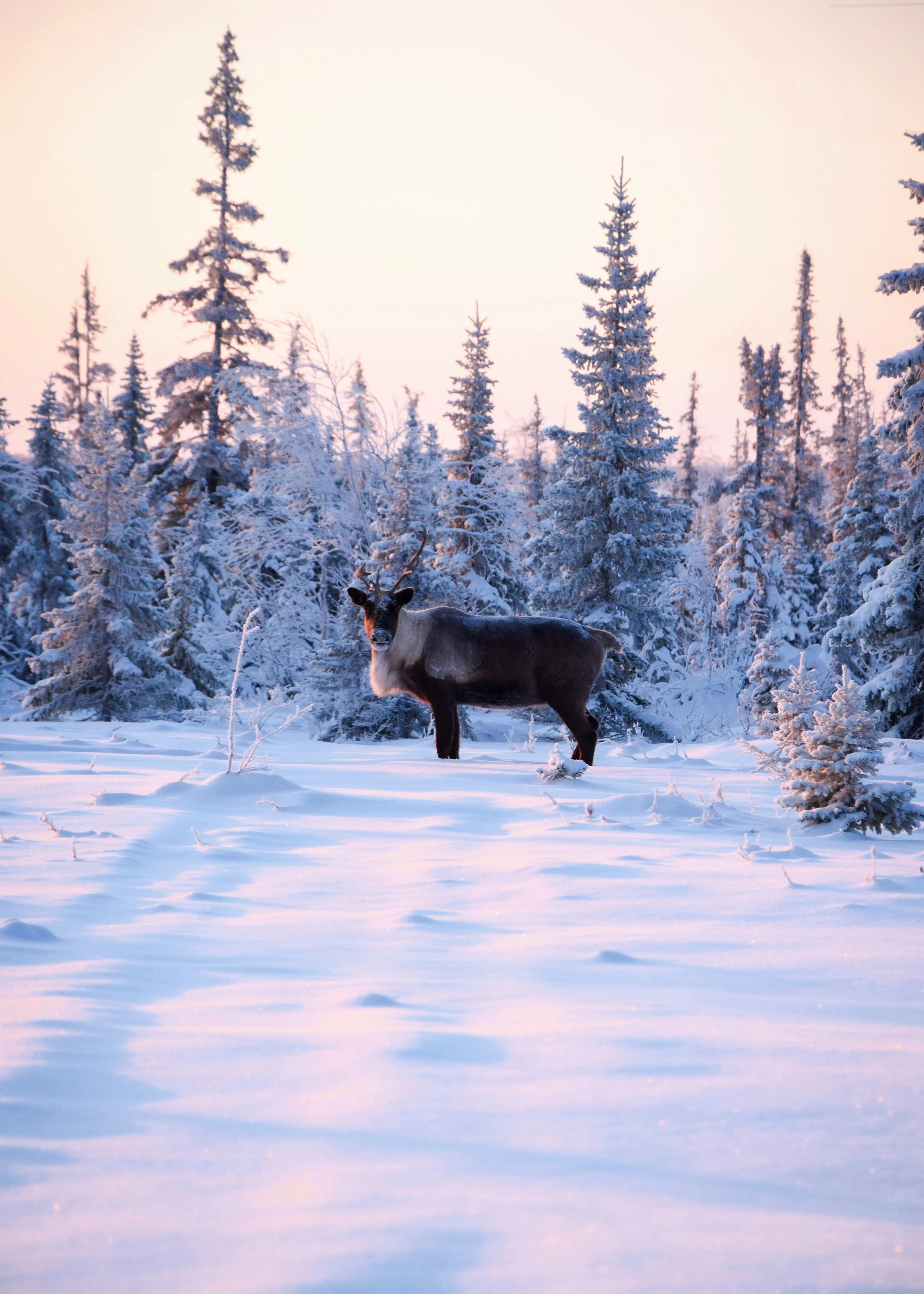 Lapland