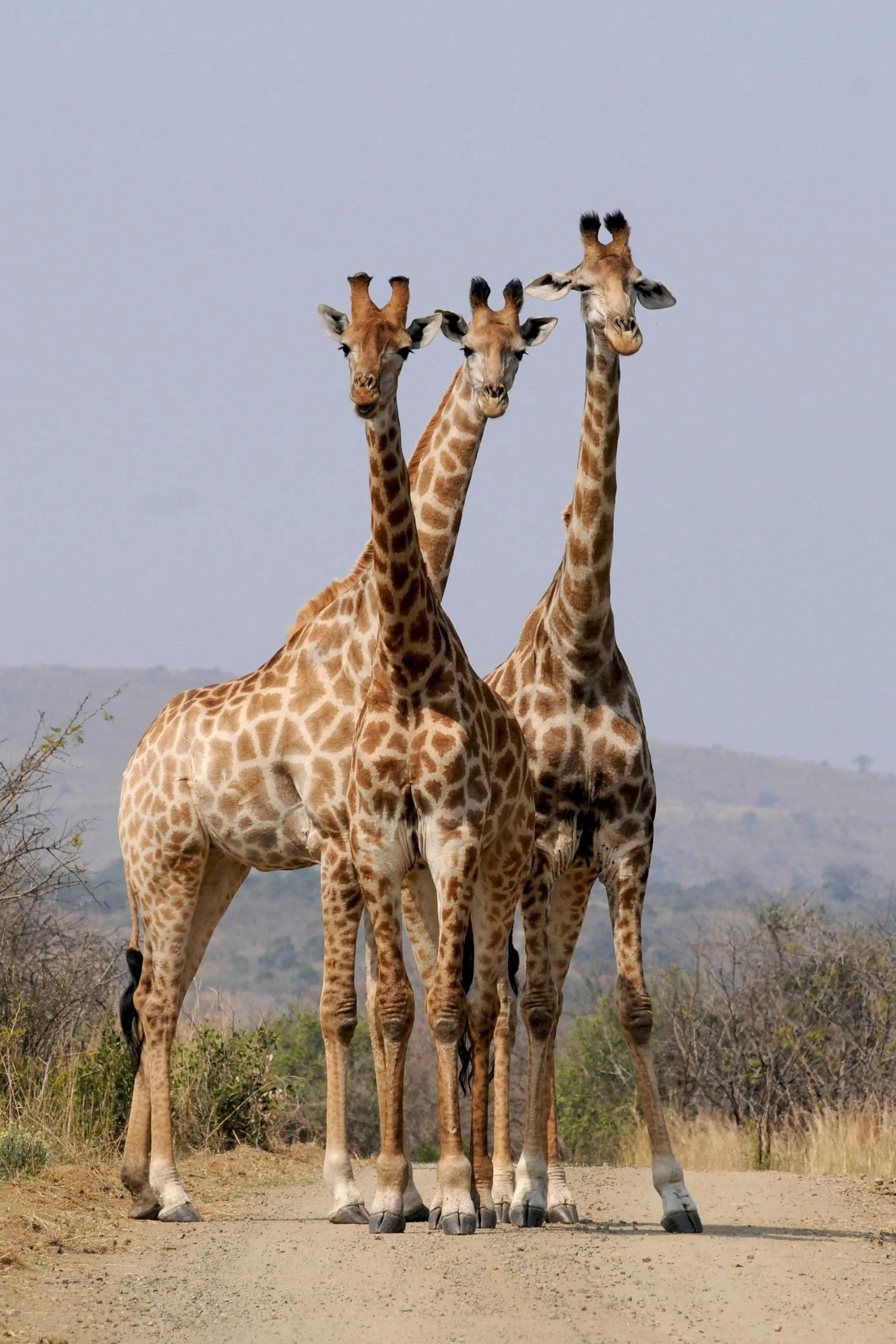 Giraffe on safari
