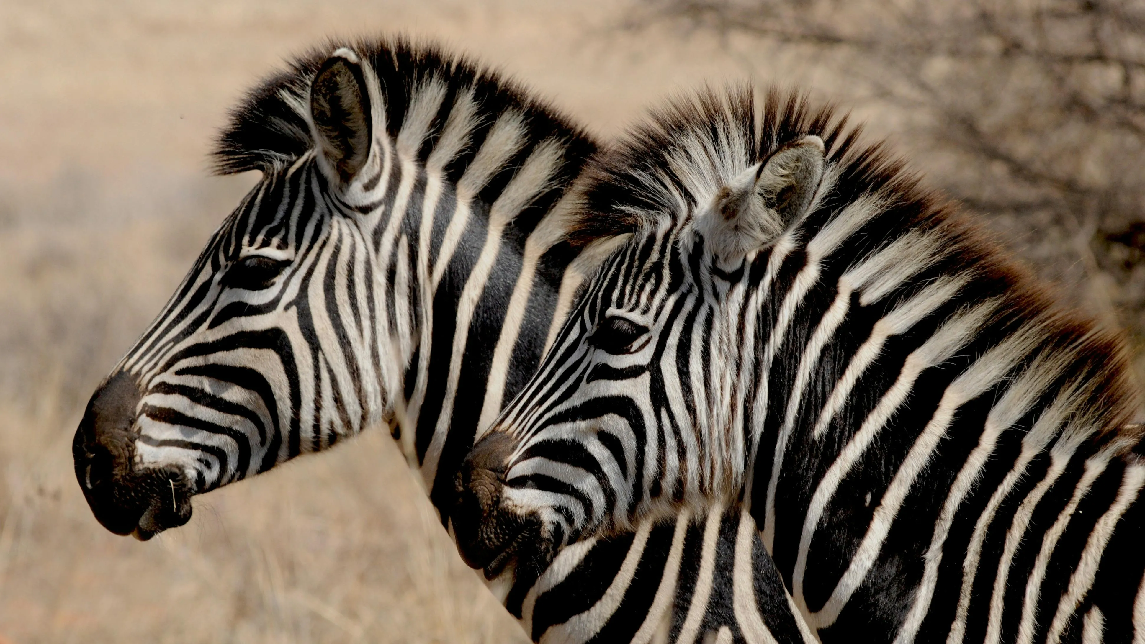 African Wildlife Safari